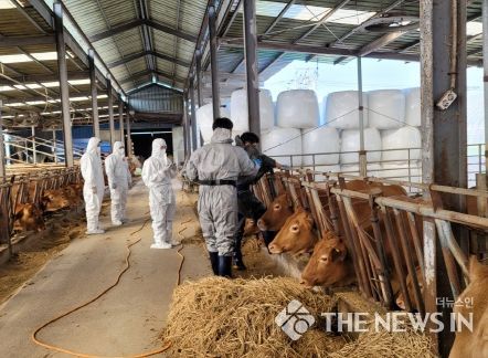 창원특례시, 구제역⸱럼피스킨 백신 일제접종 완료